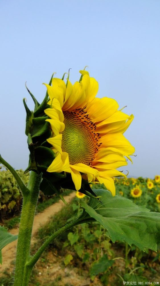 又一年武宣葵花节 到！ 忆！！718 / 作者:红日叔叔 / 帖子ID:56580