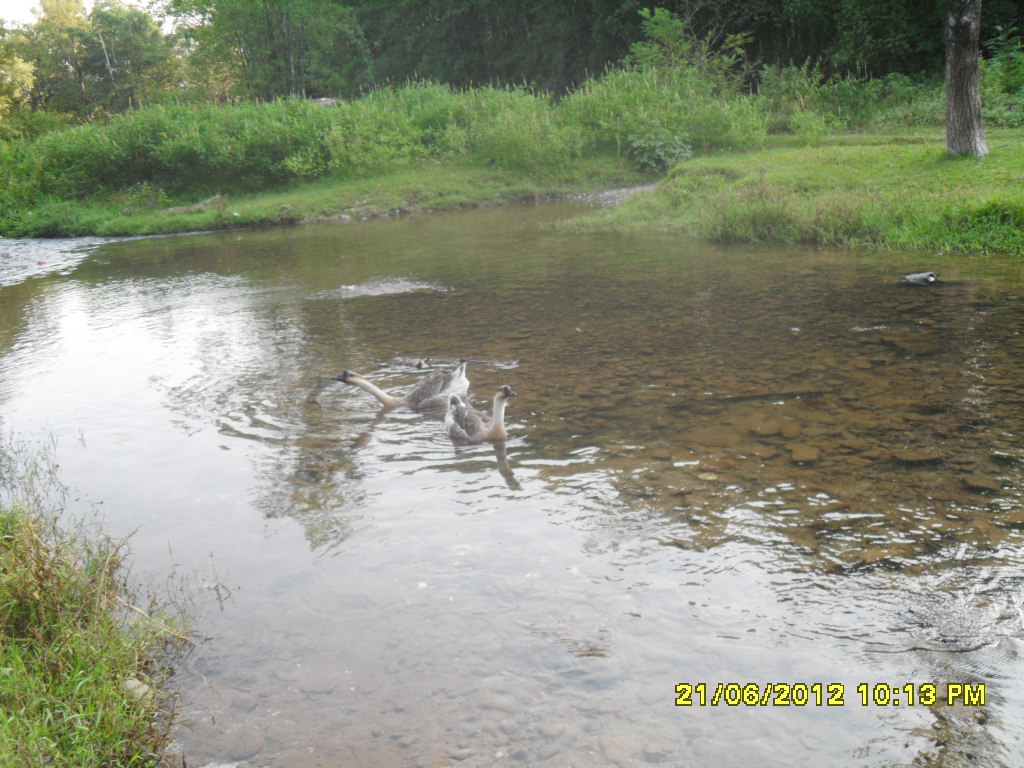 国庆回家拍了几张自己家里的小河54 / 作者:王小贱 / 帖子ID:56594