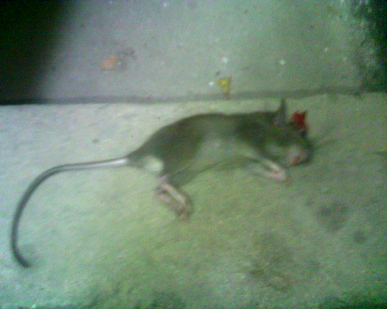 来者必杀之！！！941 / 作者:排散 / 帖子ID:56599