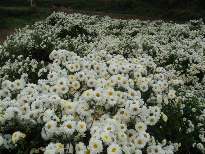 招商--合伙加工菊花干货993 / 作者:ご俬乆專戀 / 帖子ID:56789