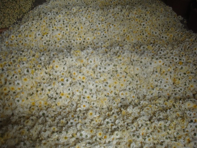 招商--合伙加工菊花干货343 / 作者:ご俬乆專戀 / 帖子ID:56789