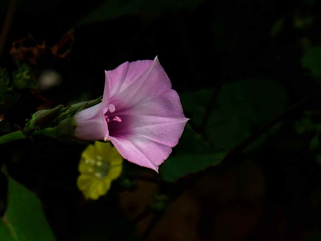 小牵牛花698 / 作者:山野图夫 / 帖子ID:56815