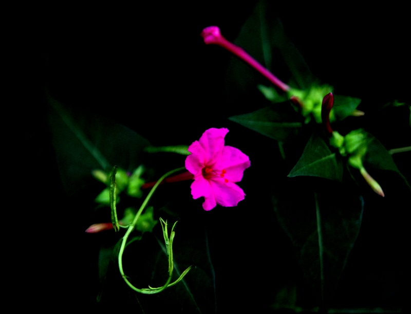 花正艳764 / 作者:Ω云中鹤Ω / 帖子ID:56939