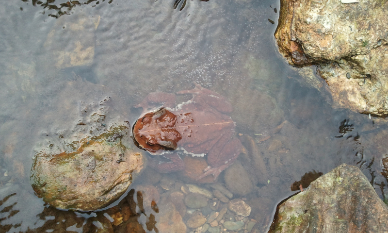 在山里发现一只好大的妈拐，可以吃么？求鉴定283 / 作者:大脸猫爱吃鱼 / 帖子ID:56972