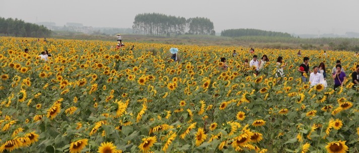 武宣金葵花节自驾游平安归来~相片630 / 作者:黄子 / 帖子ID:57085