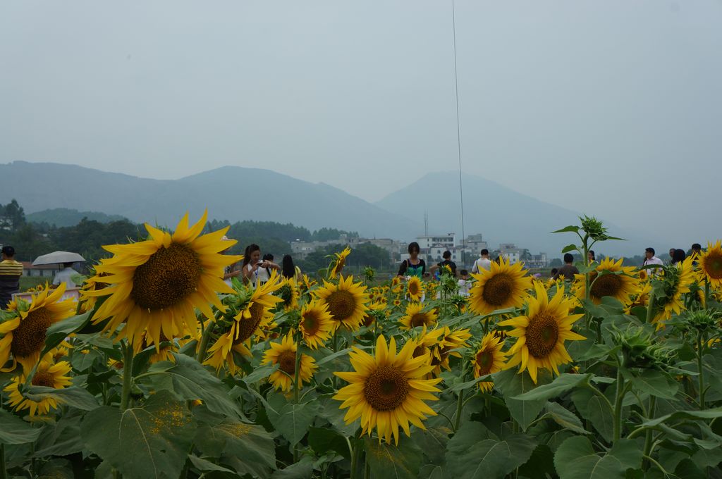武宣金葵花节自驾游平安归来~相片140 / 作者:红日叔叔 / 帖子ID:57085