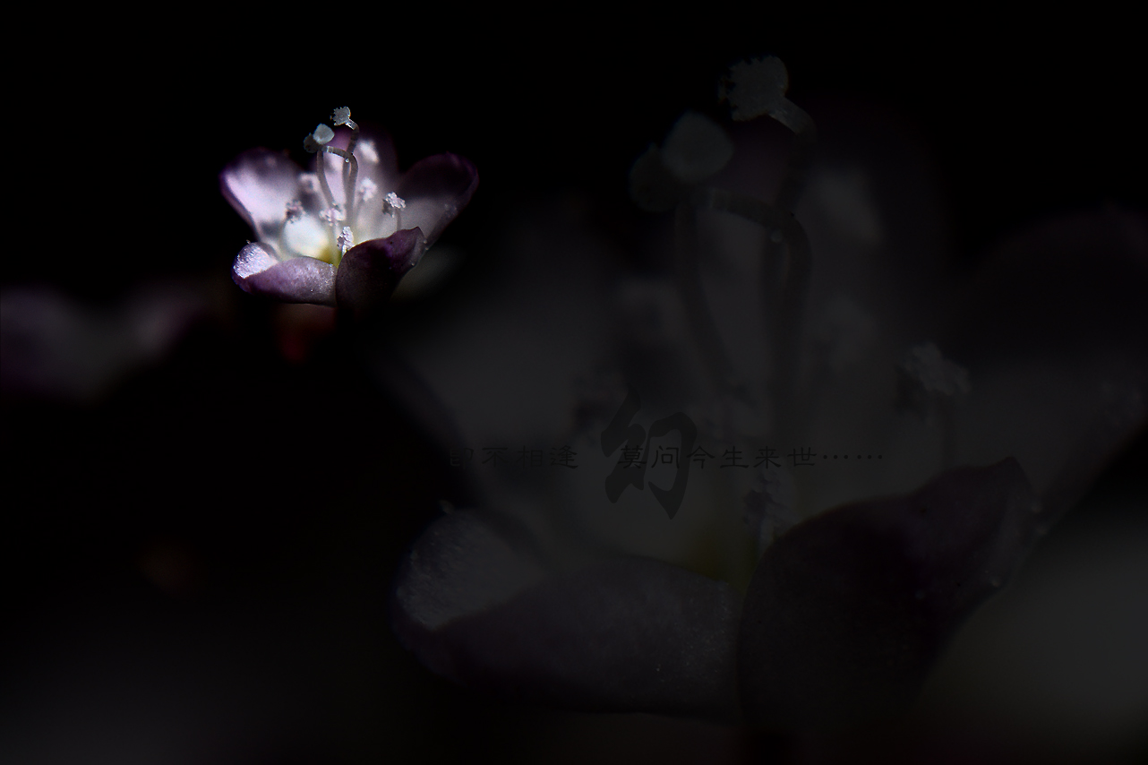 幻911 / 作者:195 / 帖子ID:57175