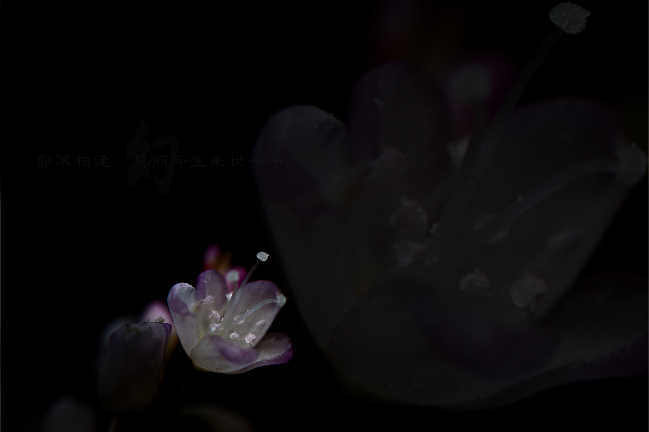 幻146 / 作者:195 / 帖子ID:57175