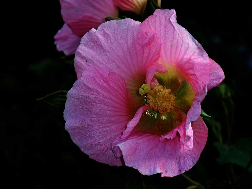 金秋的木芙蓉287 / 作者:山野图夫 / 帖子ID:57463