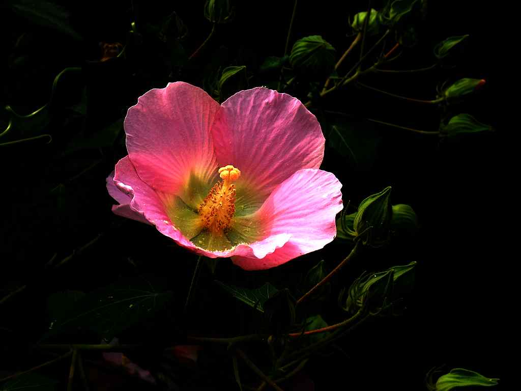 金秋的木芙蓉847 / 作者:山野图夫 / 帖子ID:57463