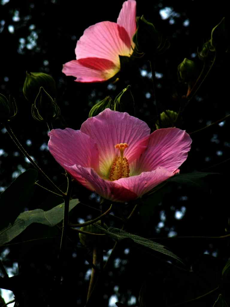 金秋的木芙蓉976 / 作者:山野图夫 / 帖子ID:57463