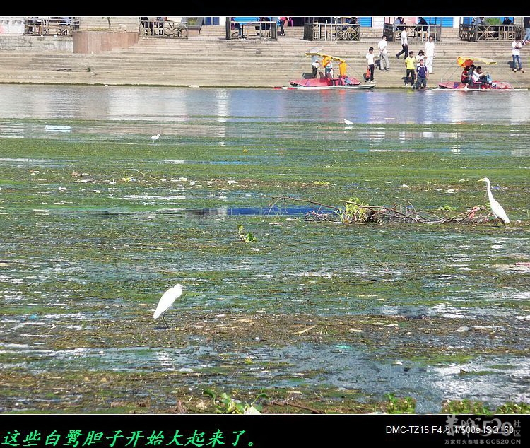 恭城滨江宛沿河可建一些“观鹭亭”769 / 作者:平安大叔 / 帖子ID:57592