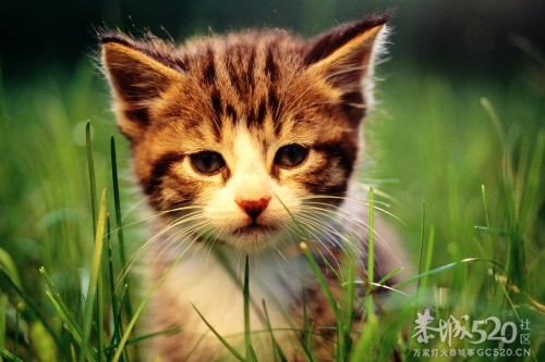 懒人的世界里到处弥漫着春天297 / 作者:好孩子 / 帖子ID:57734