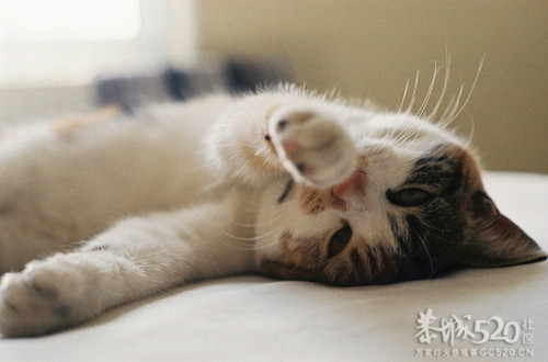 懒人的世界里到处弥漫着春天603 / 作者:好孩子 / 帖子ID:57734