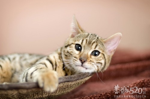 懒人的世界里到处弥漫着春天453 / 作者:好孩子 / 帖子ID:57734