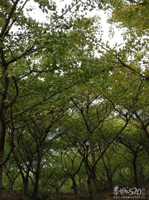 闲着也实闲着---看古村 看银杏！606 / 作者:孤单远行 / 帖子ID:57850