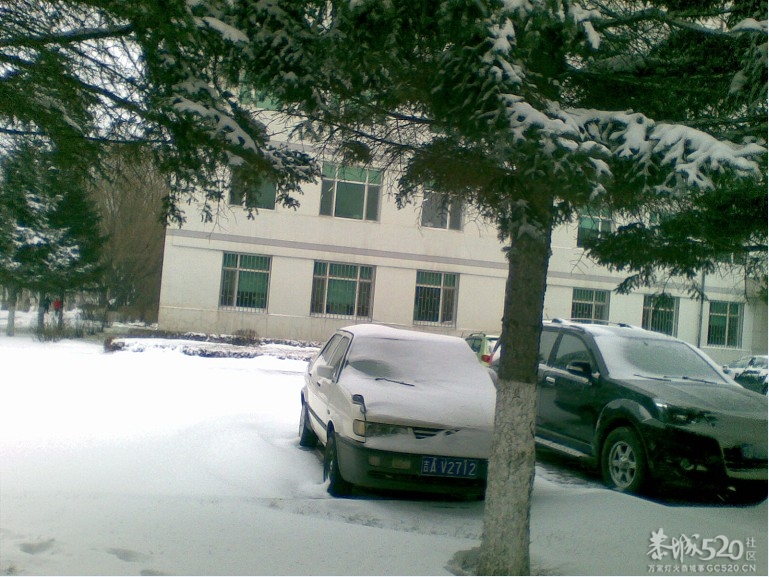 雪中P。。下了一天一夜的雪现在依然在下。。703 / 作者:马路桥~八区 / 帖子ID:58018