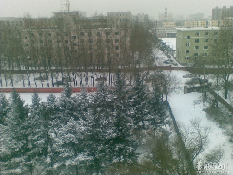 雪中P。。下了一天一夜的雪现在依然在下。。744 / 作者:马路桥~八区 / 帖子ID:58018