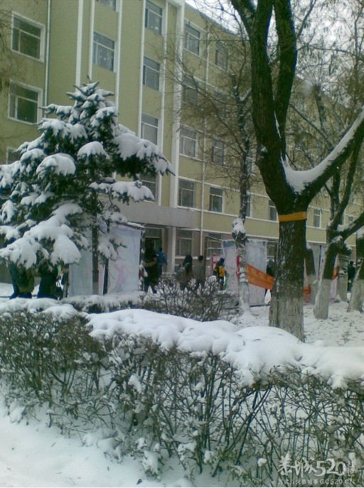 雪中P。。下了一天一夜的雪现在依然在下。。388 / 作者:马路桥~八区 / 帖子ID:58018