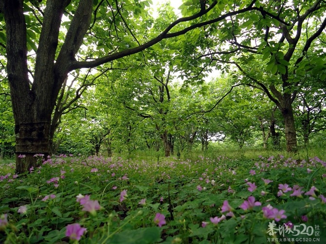 红岩村红月柿满山红旅游红623 / 作者:嬋影 / 帖子ID:58080