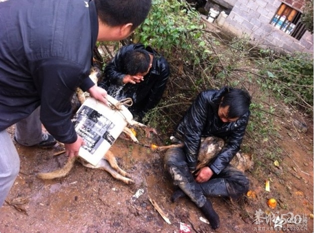 万恶的偷狗贼，终于被抓住了395 / 作者:大鸟 / 帖子ID:58157