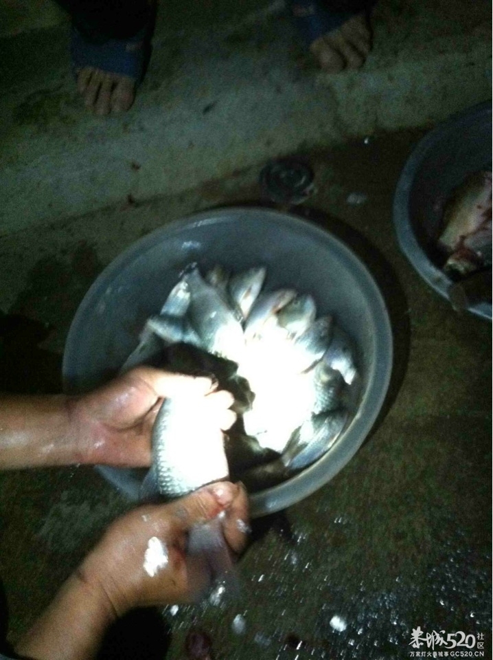 昨天钓的鱼仔132 / 作者:穷人 / 帖子ID:58226