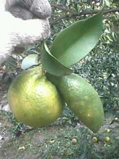 这种柑子 >>牛!846 / 作者:罗少爷 / 帖子ID:58402