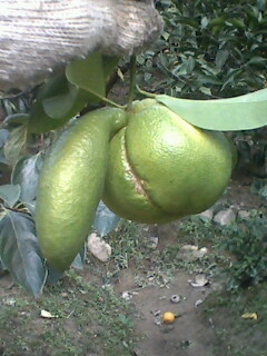 这种柑子 >>牛!462 / 作者:罗少爷 / 帖子ID:58402