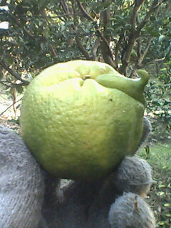 这种柑子 >>牛!283 / 作者:罗少爷 / 帖子ID:58402