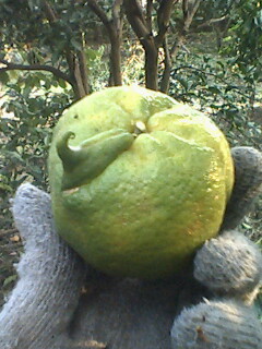 这种柑子 >>牛!952 / 作者:罗少爷 / 帖子ID:58402