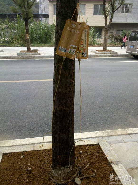 看看有几个人晓得这是死马肥事？934 / 作者:好山好水 / 帖子ID:58407