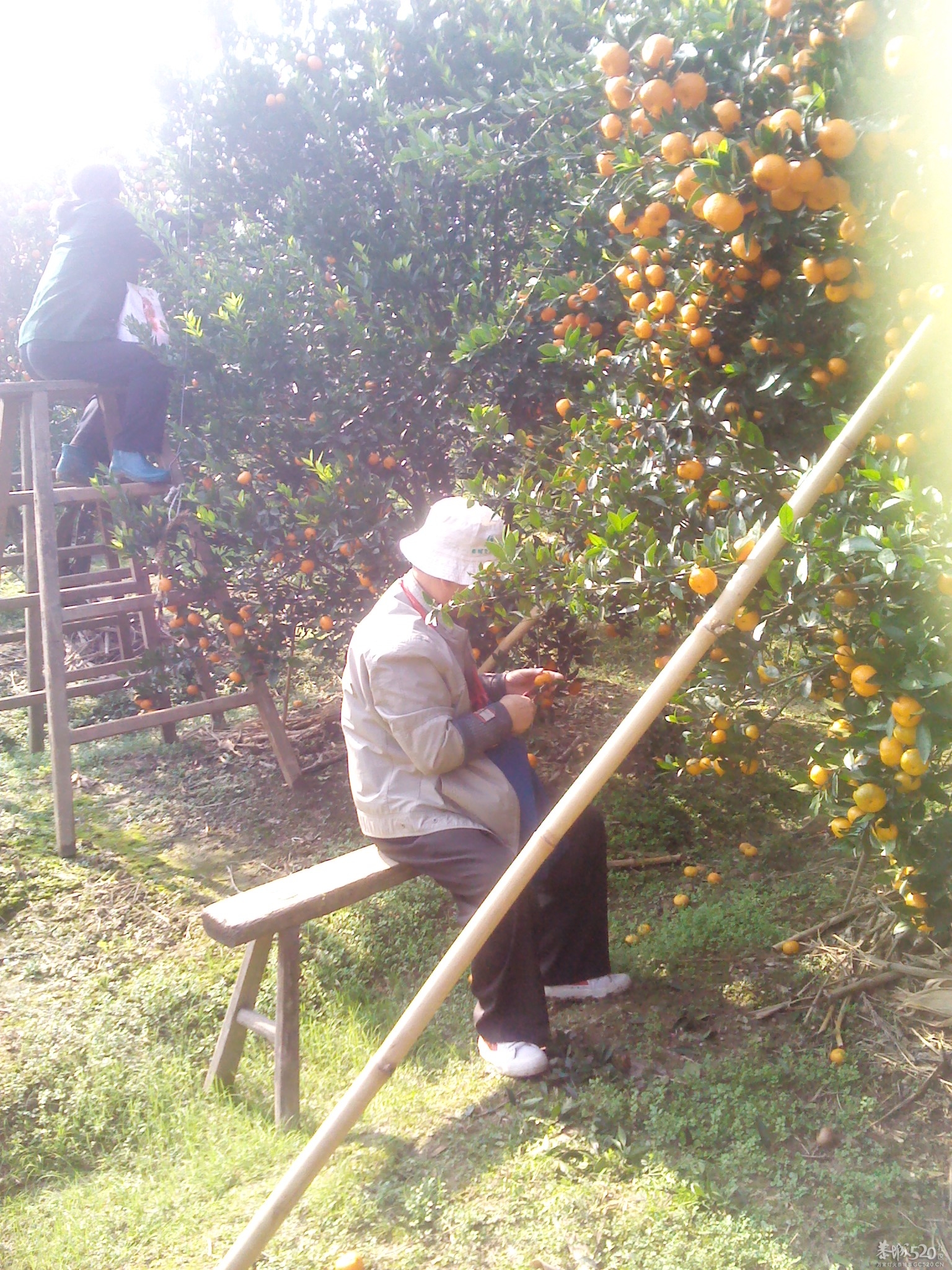 嘿嘿；尽你吃的活591 / 作者:大叔快乐 / 帖子ID:58525