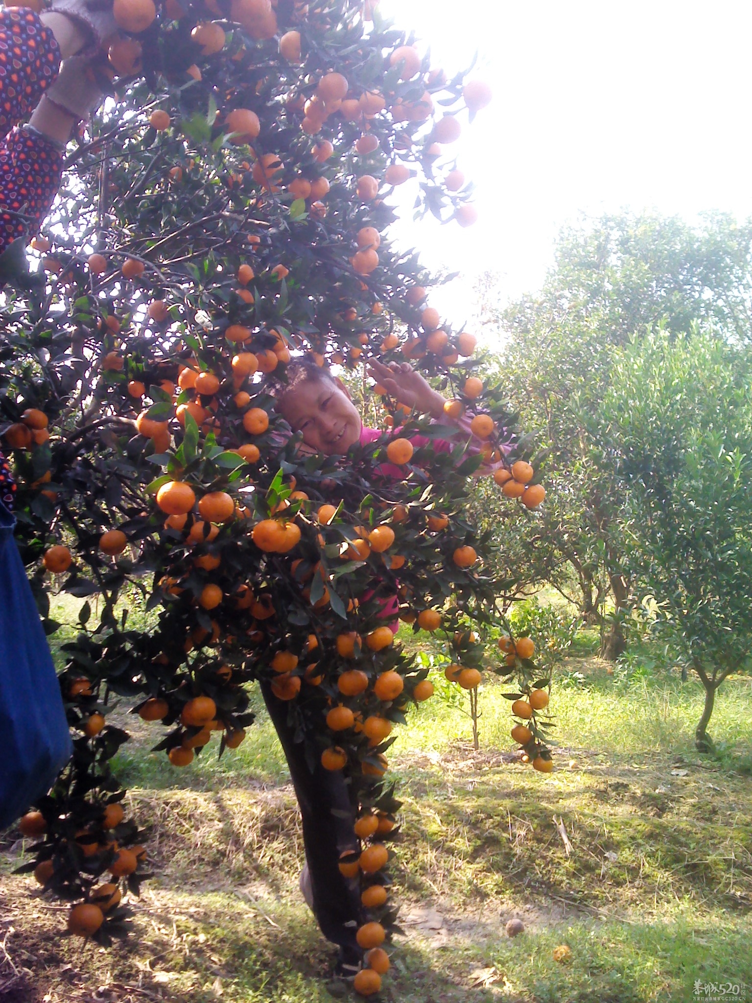 嘿嘿；尽你吃的活737 / 作者:大叔快乐 / 帖子ID:58525