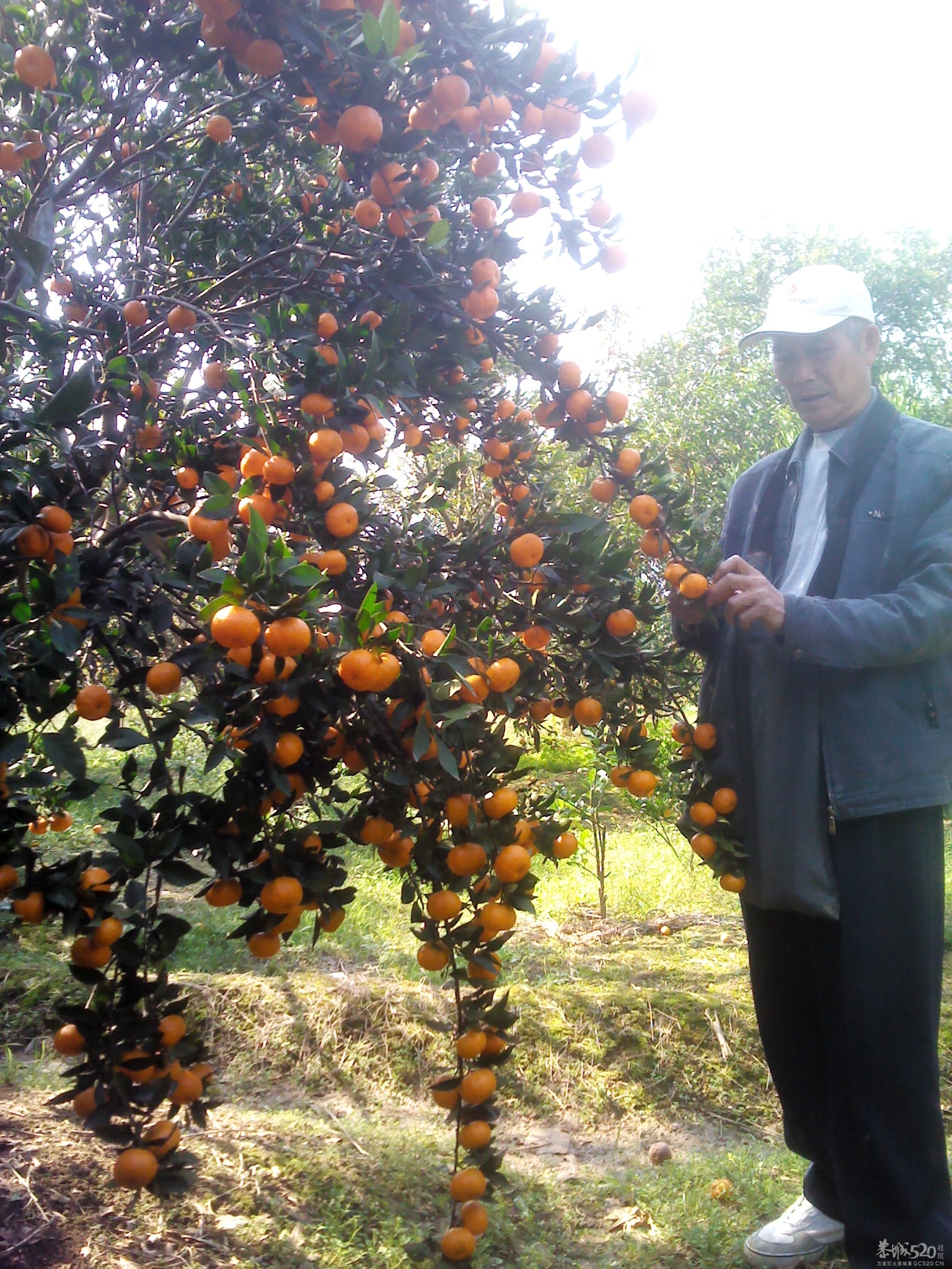 嘿嘿；尽你吃的活503 / 作者:大叔快乐 / 帖子ID:58525