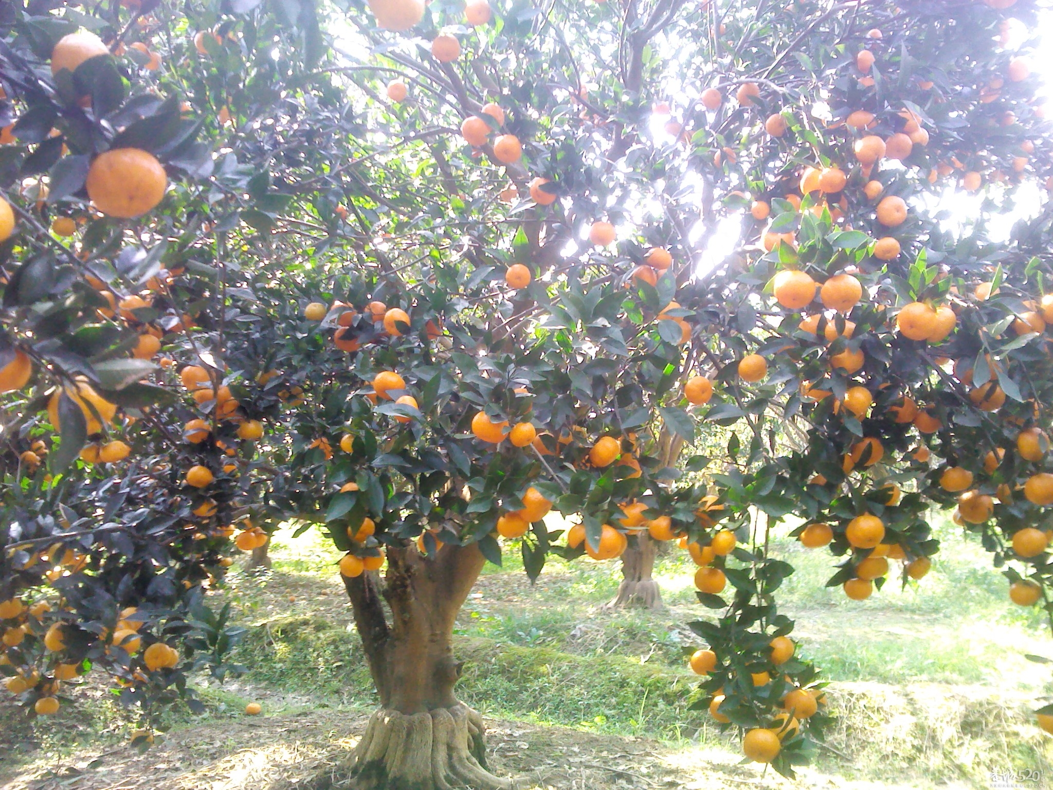 嘿嘿；尽你吃的活22 / 作者:大叔快乐 / 帖子ID:58525