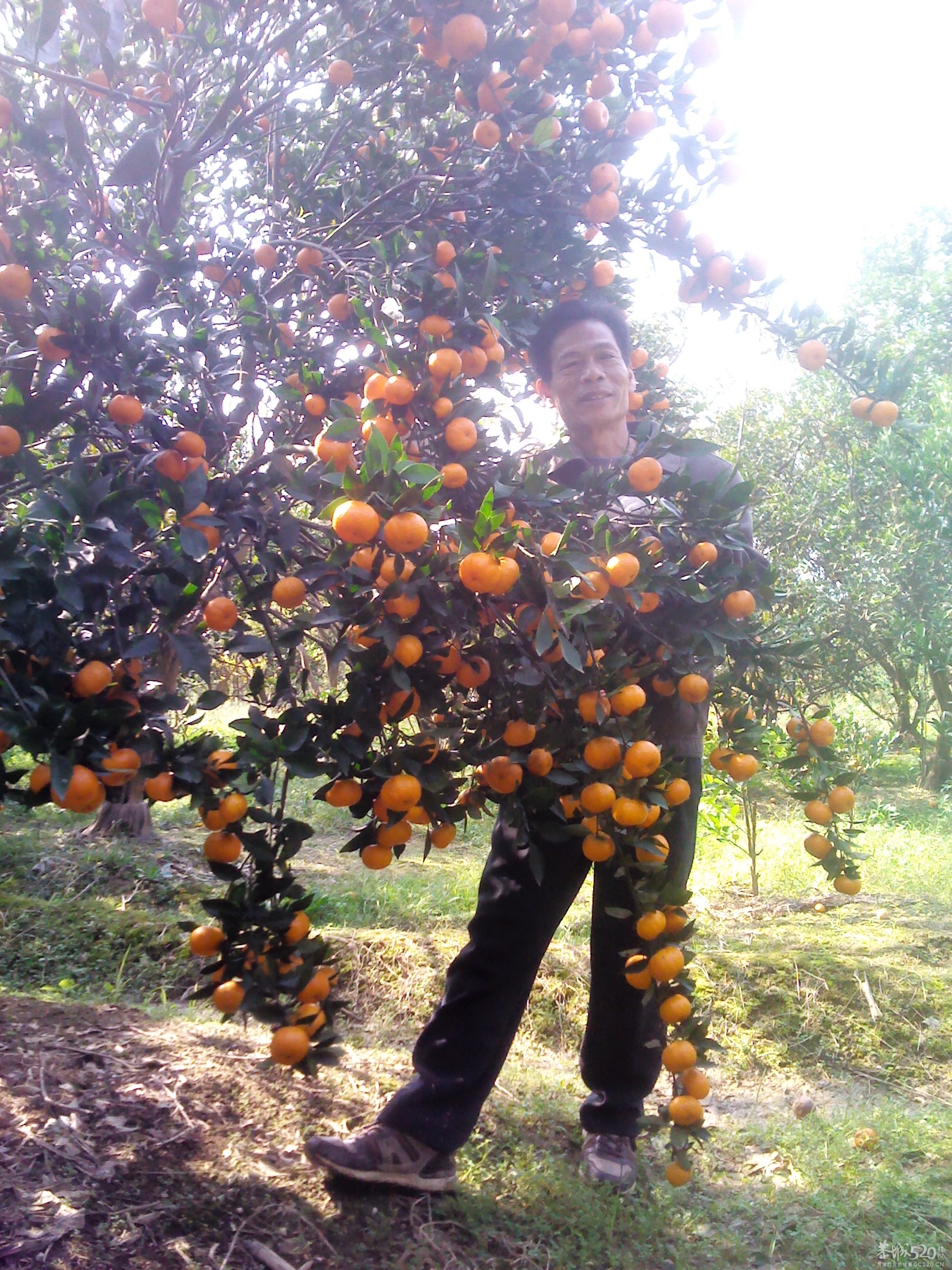 嘿嘿；尽你吃的活481 / 作者:大叔快乐 / 帖子ID:58525