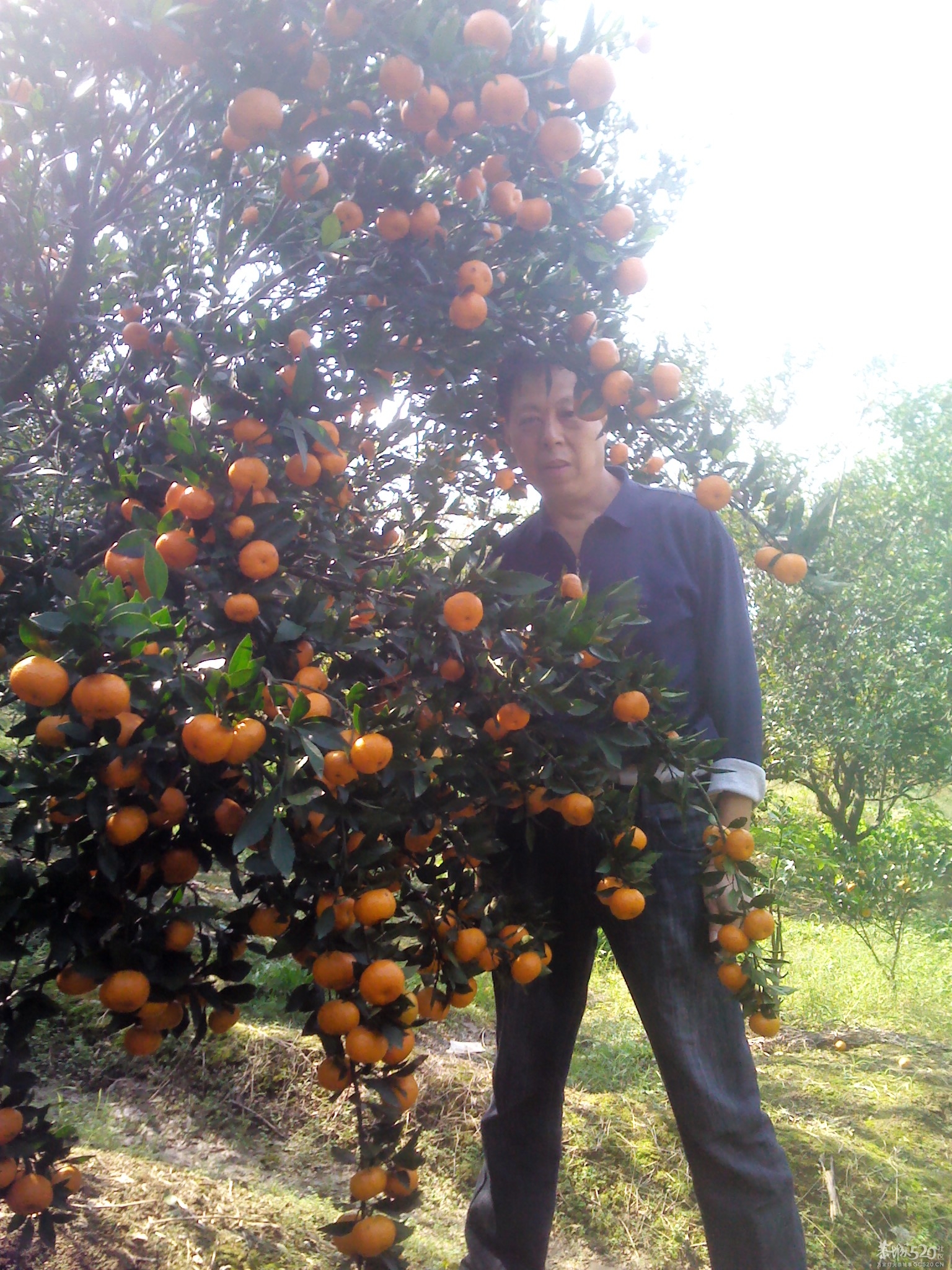 嘿嘿；尽你吃的活425 / 作者:大叔快乐 / 帖子ID:58525