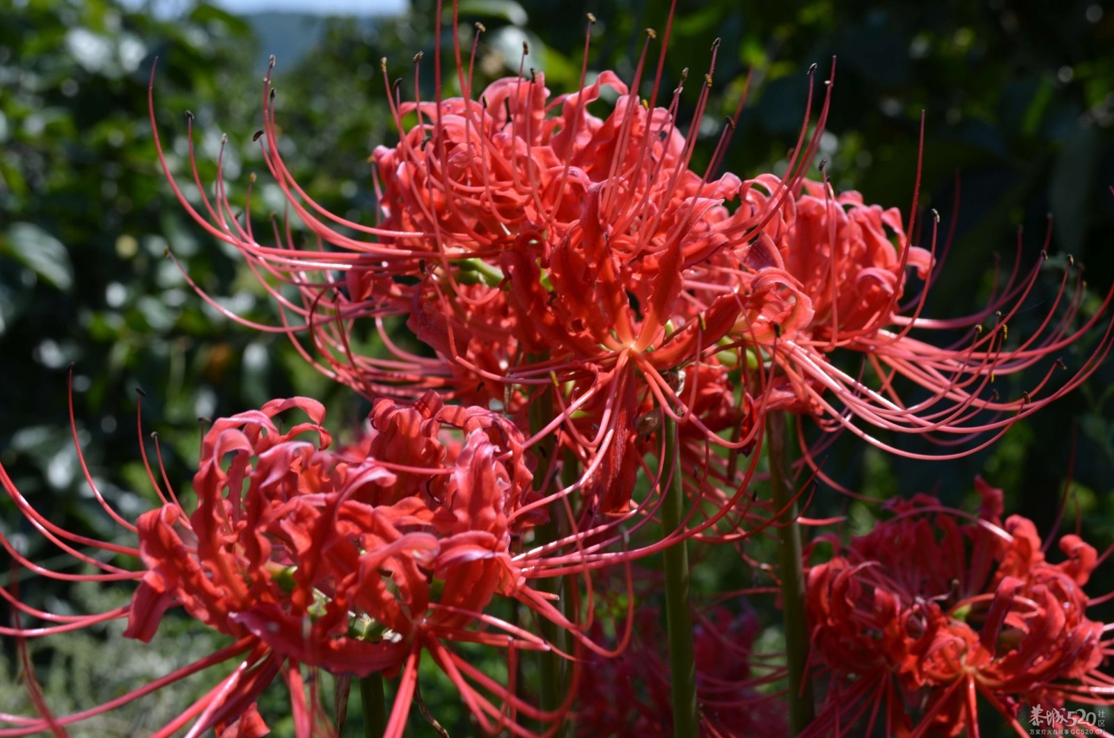 刚在油茶论坛看到的——彼岸花761 / 作者:天情☆ / 帖子ID:58562