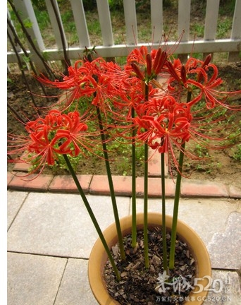 刚在油茶论坛看到的——彼岸花910 / 作者:小桥流水 / 帖子ID:58562