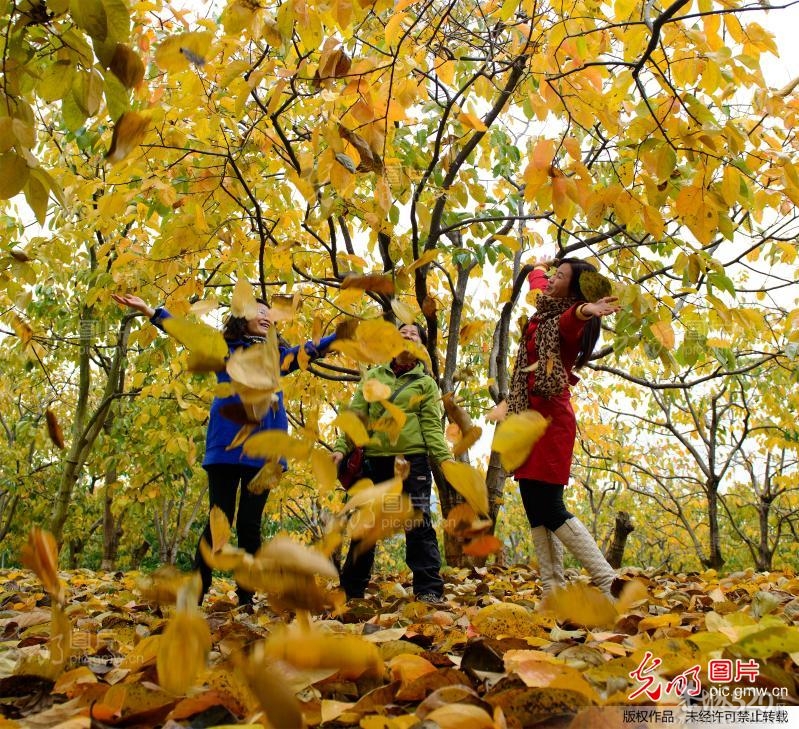 恭城：金色柿园，分外养眼《转》2 / 作者:竹笋 / 帖子ID:58762