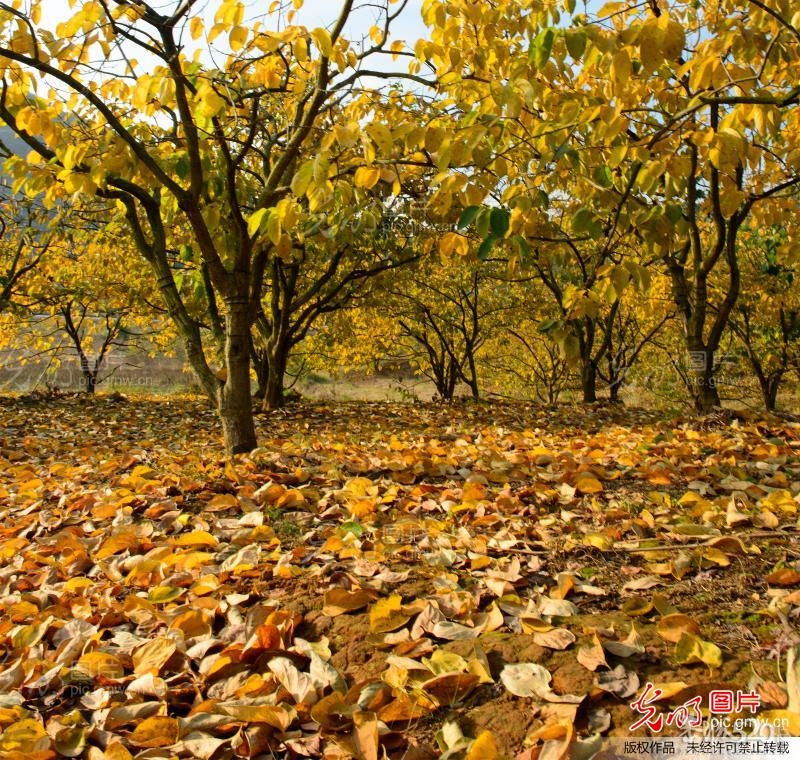 恭城：金色柿园，分外养眼《转》815 / 作者:竹笋 / 帖子ID:58762