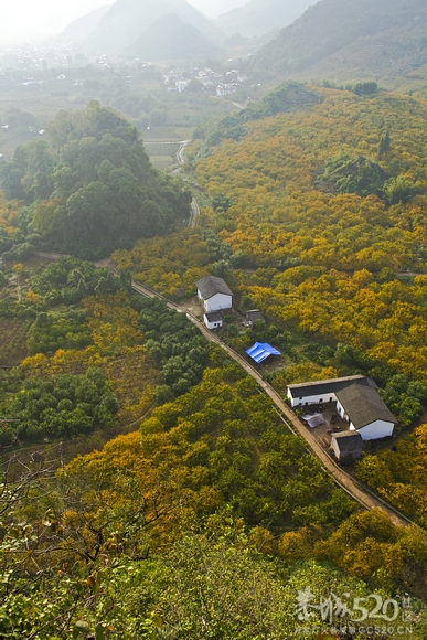 恭城：金色柿园，分外养眼《转》627 / 作者:講不醜 / 帖子ID:58762