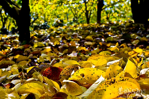 恭城：金色柿园，分外养眼《转》62 / 作者:講不醜 / 帖子ID:58762