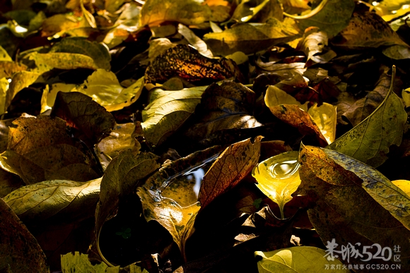 恭城：金色柿园，分外养眼《转》720 / 作者:講不醜 / 帖子ID:58762