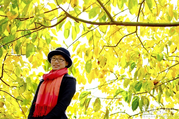 恭城：金色柿园，分外养眼《转》761 / 作者:講不醜 / 帖子ID:58762