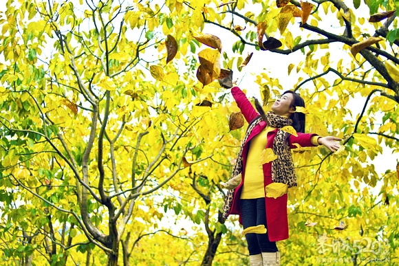 恭城：金色柿园，分外养眼《转》564 / 作者:講不醜 / 帖子ID:58762