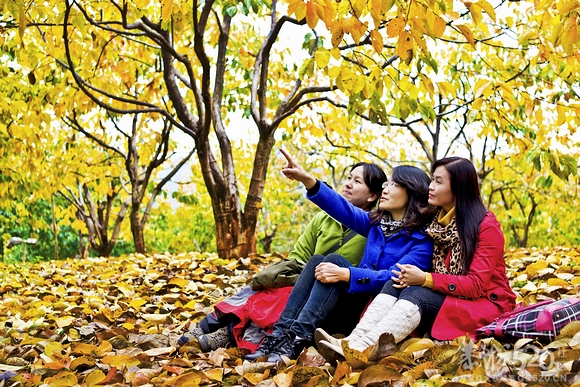 恭城：金色柿园，分外养眼《转》642 / 作者:講不醜 / 帖子ID:58762