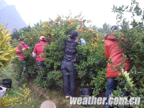 冷空气又带来阴雨天 恭城柑橘采收受影响843 / 作者:茶城路人 / 帖子ID:59038