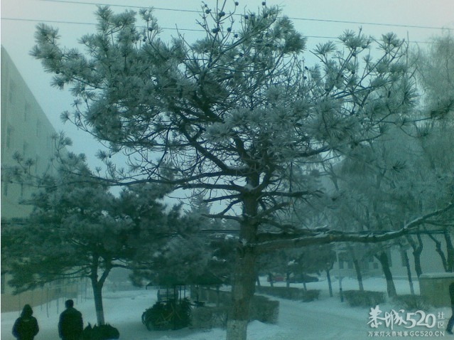 不是雾凇，胜似雾凇601 / 作者:马路桥~八区 / 帖子ID:59214