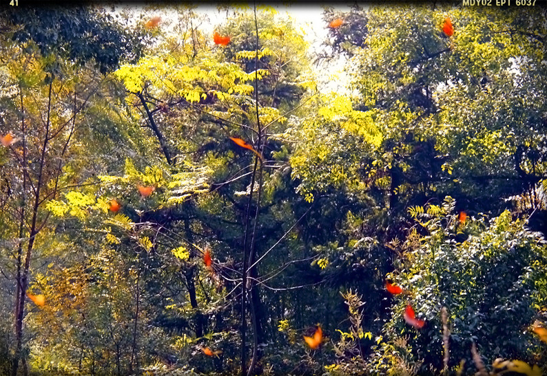 乱拍664 / 作者:瑶乡看兰 / 帖子ID:59299